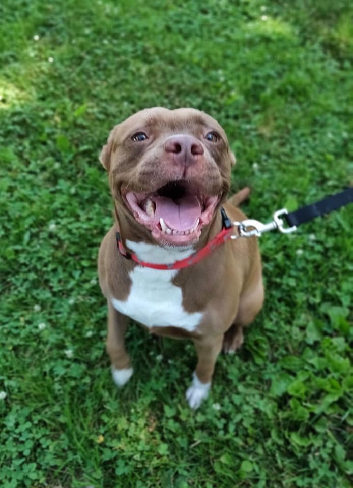 Coco-she’s just right! | Rosie's Southside Animal Shelter